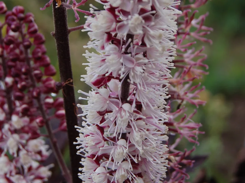 Bugbane 'Brunette' (Actaea simplex 'Brunette') in flower