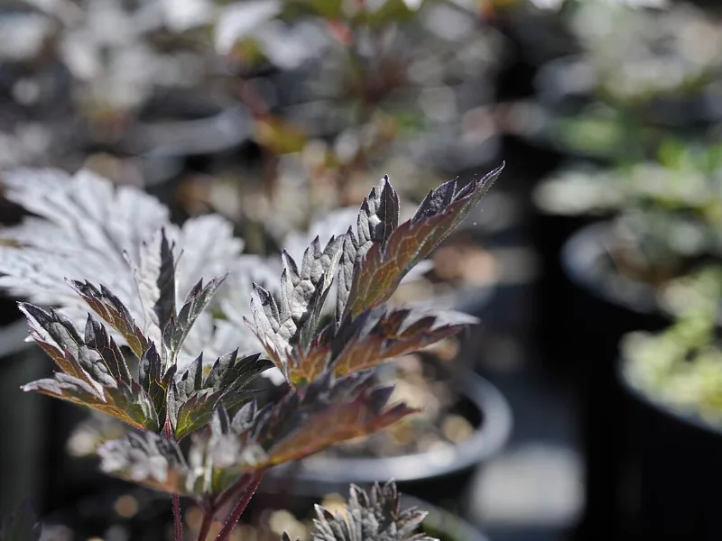 Bugbane 'Hillside Black Beauty' (Actaea simplex 'Hillside Black Beauty') in flower