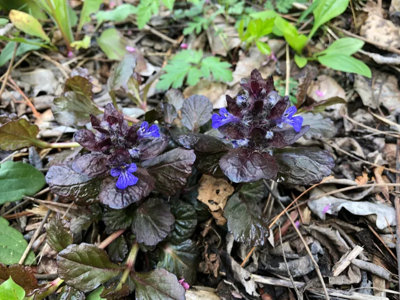 Bugleweed 'Black Scallop' (Ajuga reptans 'Black Scallop') in flower