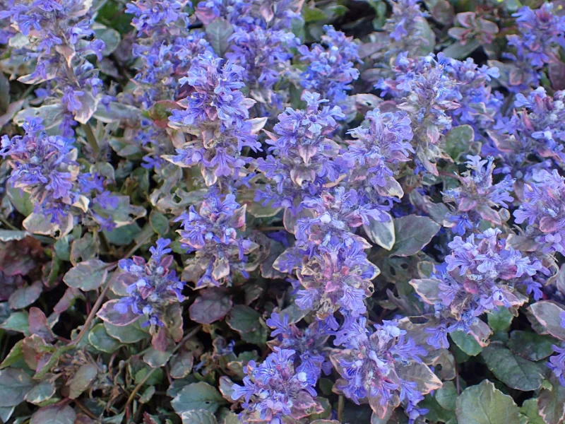 Bugleweed 'Burgundy Glow' (Ajuga reptans 'Burgundy Glow') in flower