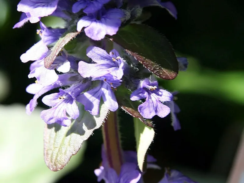 Bugleweed 'Catlin's Giant' (Ajuga reptans 'Catlin's Giant') in flower