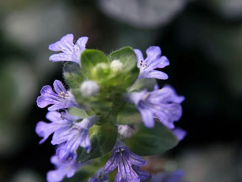 Bugleweed 'Chocolate Chip' (Ajuga 'Chocolate Chip') in flower
