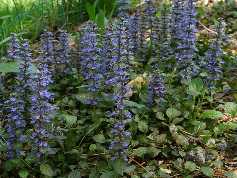 Bugleweed (Ajuga reptans) in flower