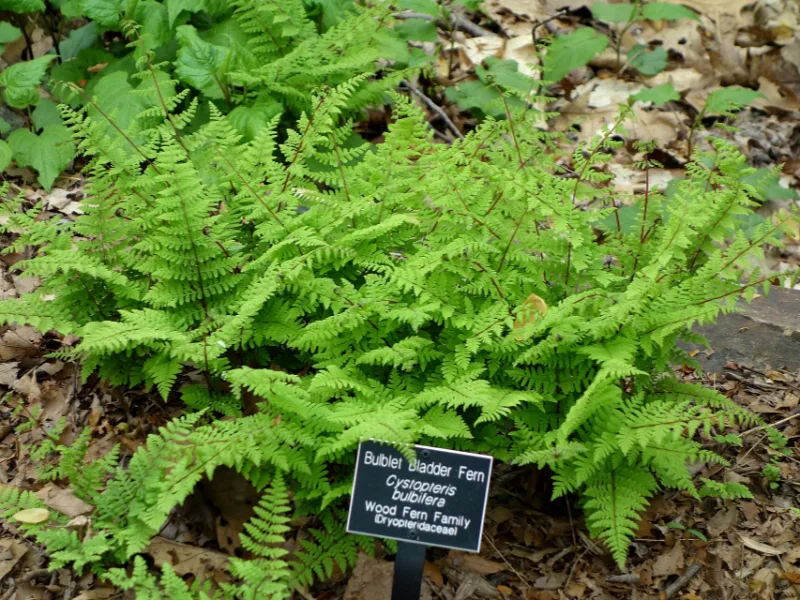 Bulblet fern (Cystopteris bulbifera)