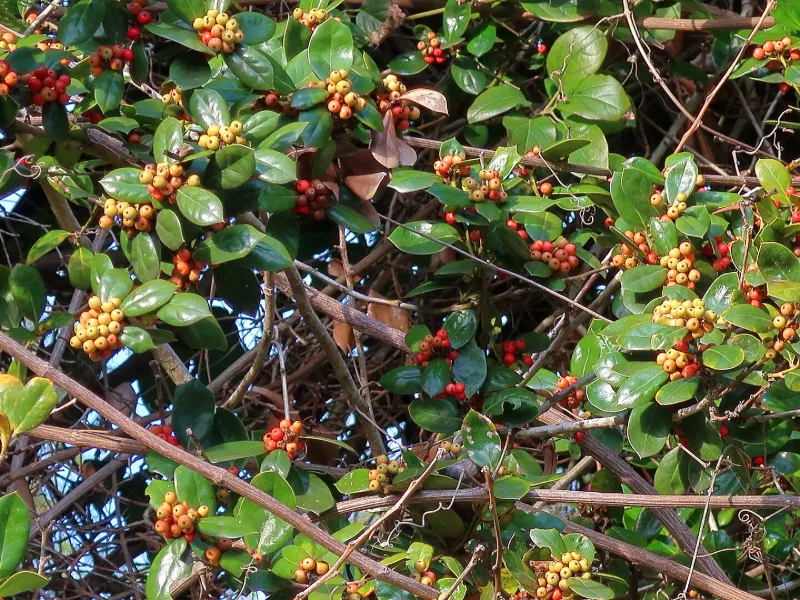 Burford holly (Ilex cornuta 'Burfordii')