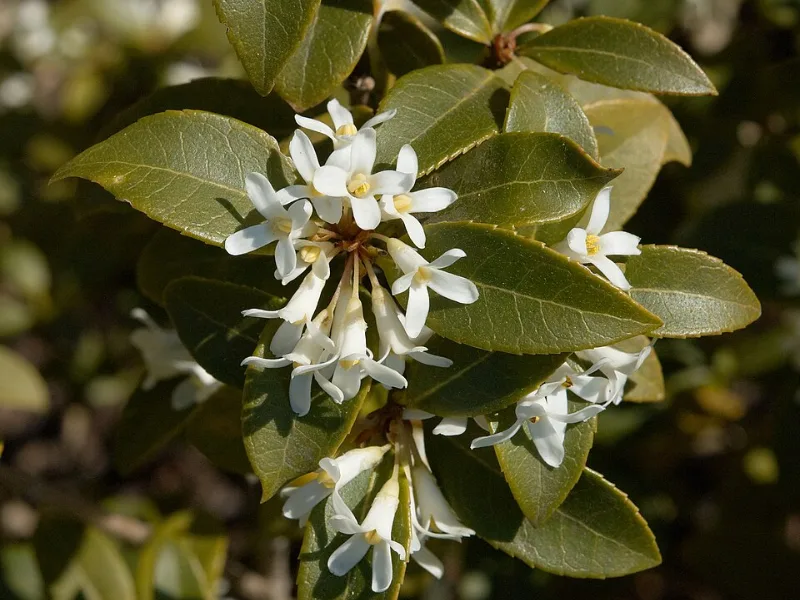 Burkwood osmanthus (Osmanthus x burkwoodii) in flower
