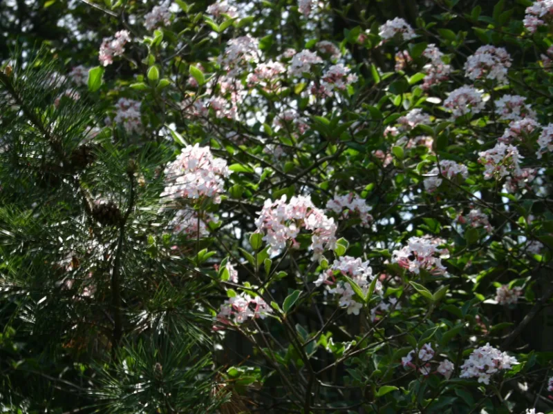 Burkwood viburnum (Viburnum x burkwoodii) in flower