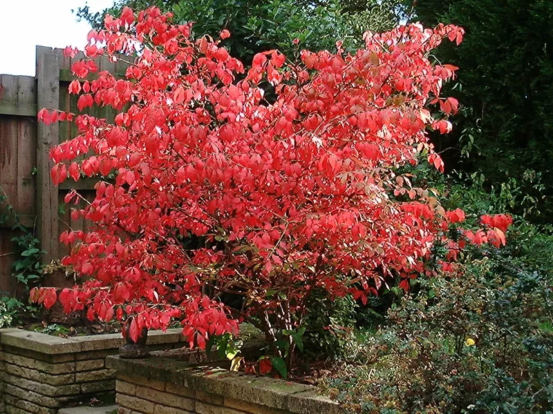 Burning bush (Euonymus alatus)