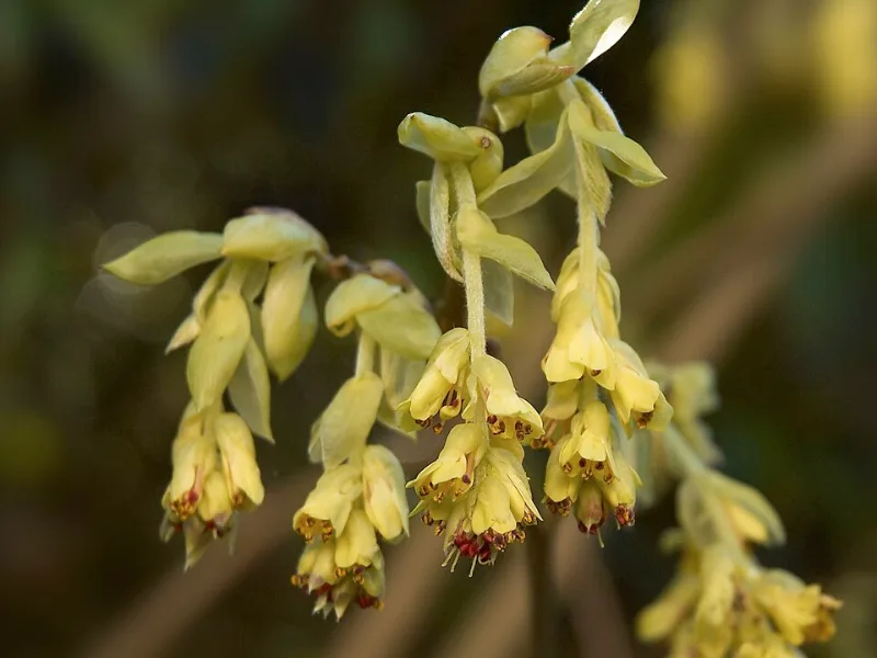Buttercup winter hazel (Corylopsis pauciflora) in flower