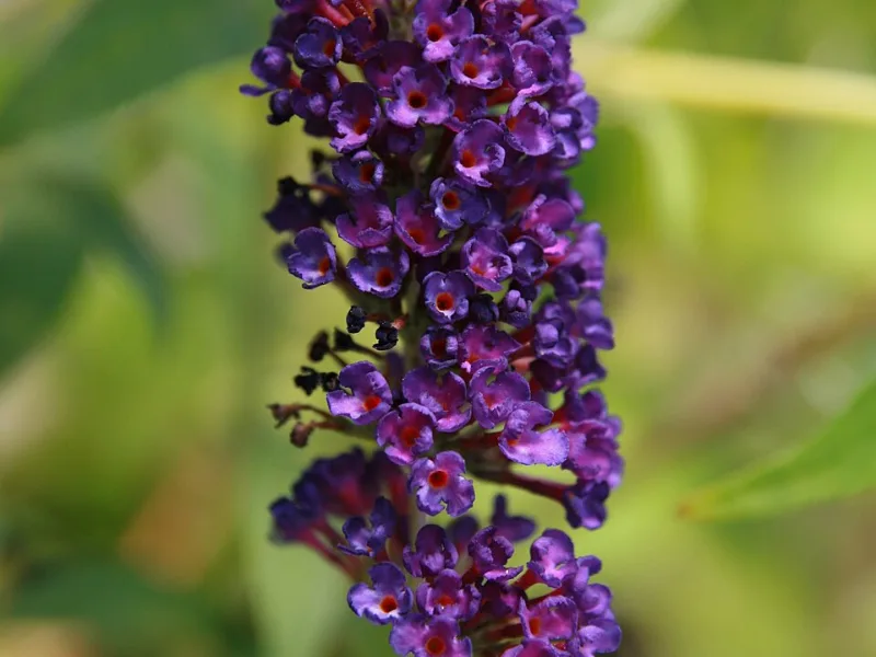 Butterfly bush 'Black Knight' (Buddleja davidii 'Black Knight') in flower
