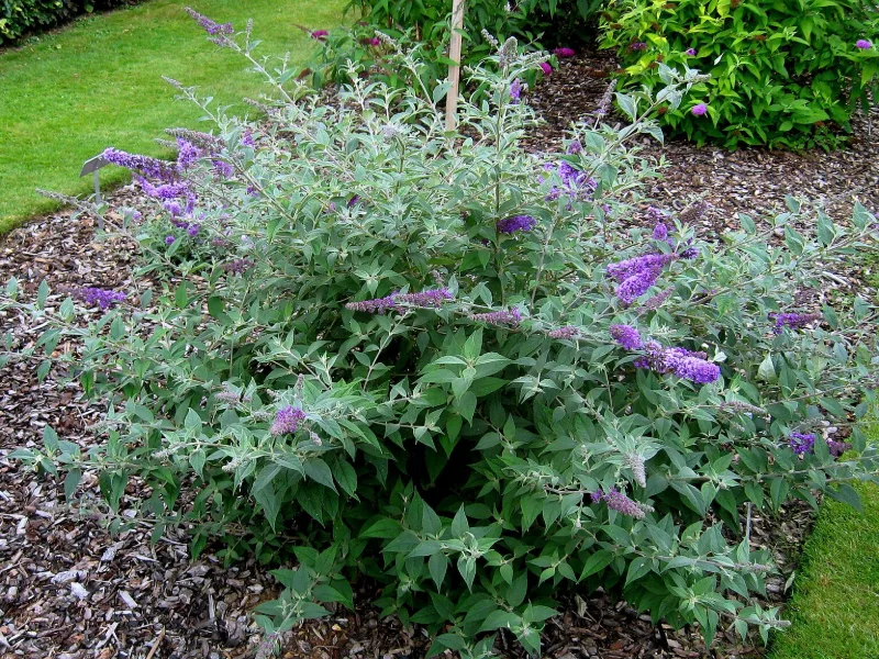 Butterfly bush 'Blue Chip' (Buddleja 'Blue Chip') in flower