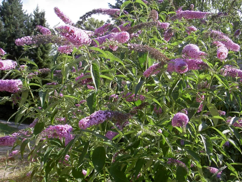 Butterfly bush (Buddleja davidii) in flower