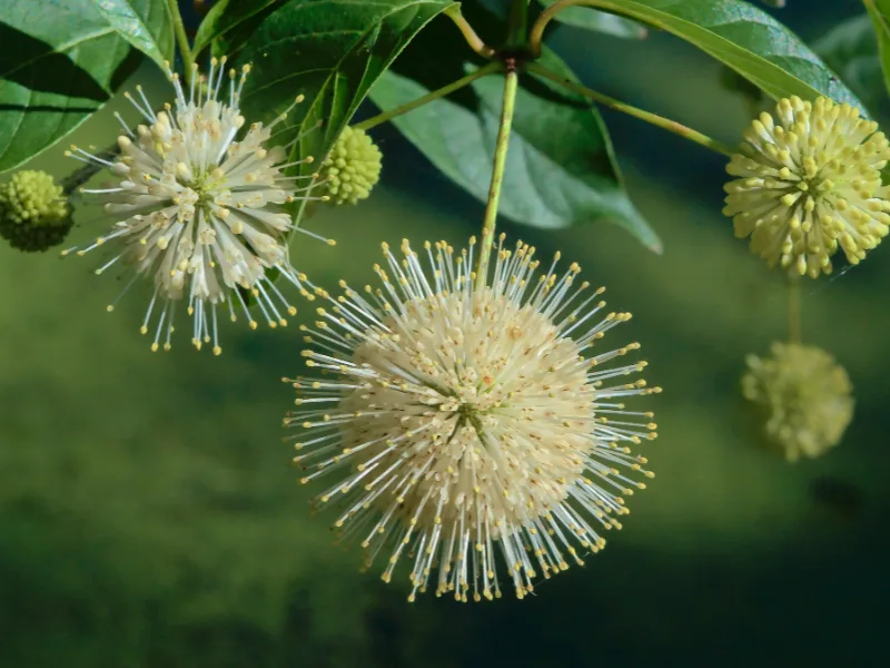 Buttonbush (Cephalanthus occidentalis) in flower