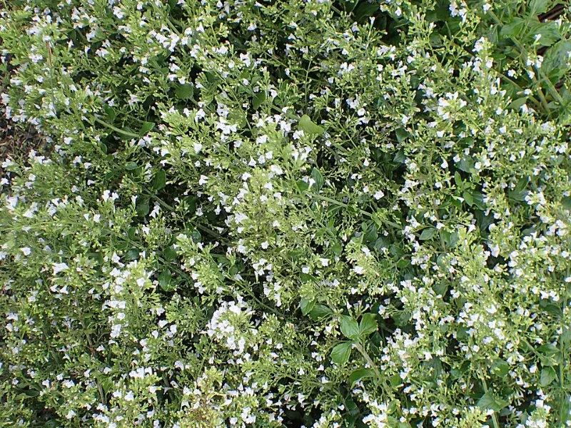 Calamint 'Montrose White' (Calamintha nepeta 'Montrose White') in flower