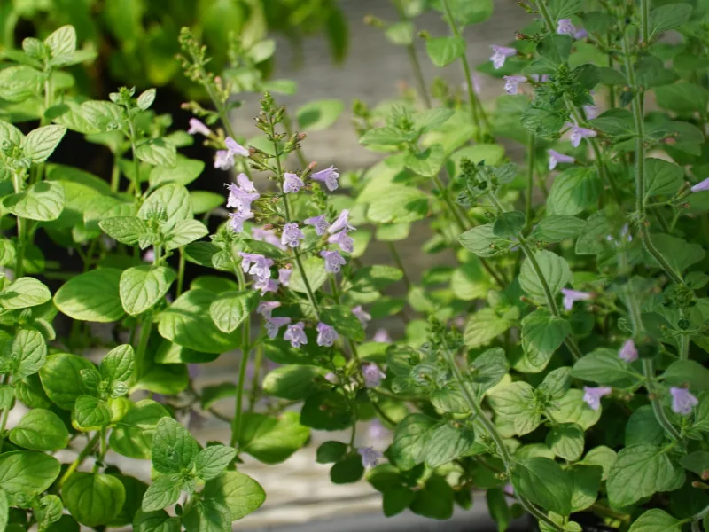 Calamint (Calamintha nepeta) in flower