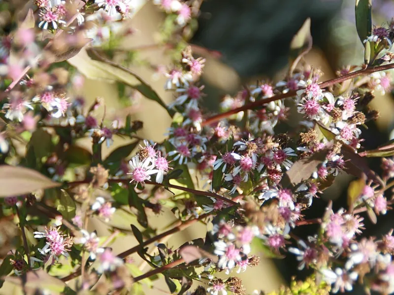 Calico aster 'Lady in Black' (Symphyotrichum lateriflorum 'Lady in Black') in flower