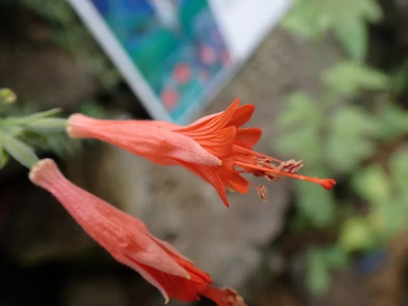 California fuchsia (Epilobium canum) in flower