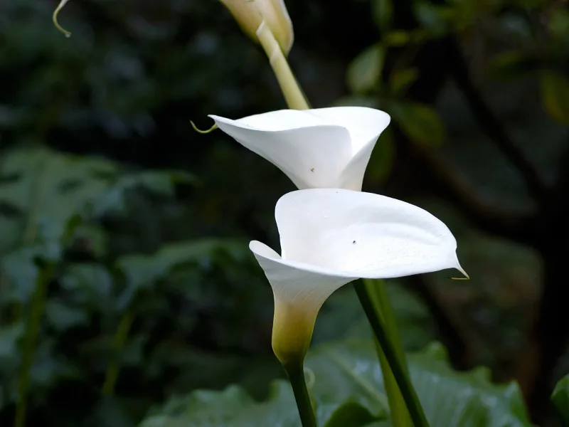 Calla lily (Zantedeschia aethiopica) in flower