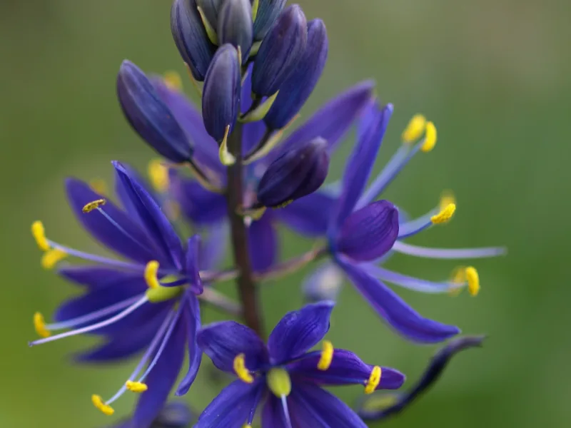 Camassia (Camassia leichtlinii) in flower
