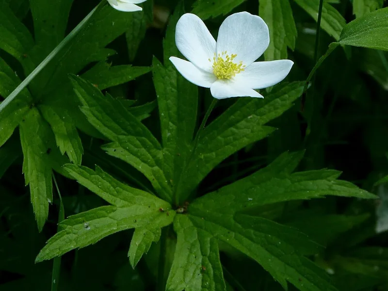 Canada anemone (Anemone canadensis) in flower