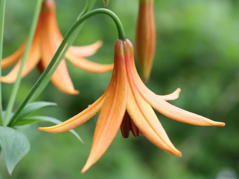 Canada lily (Lilium canadense) in flower