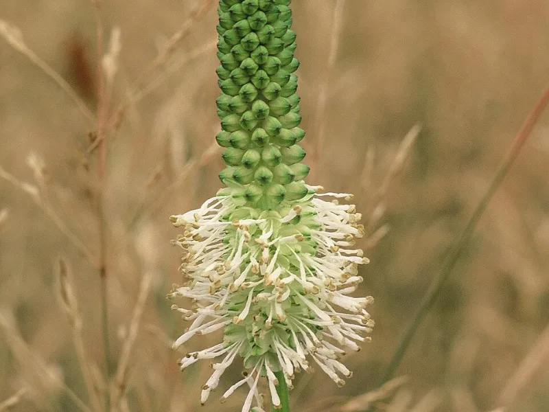 Canadian burnet (Sanguisorba canadensis) in flower