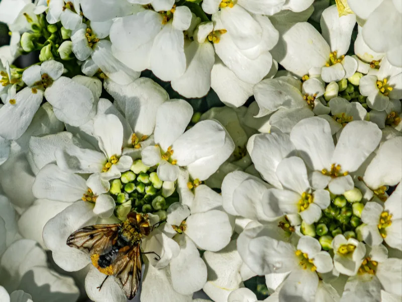 Candytuft (Iberis sempervirens) in flower