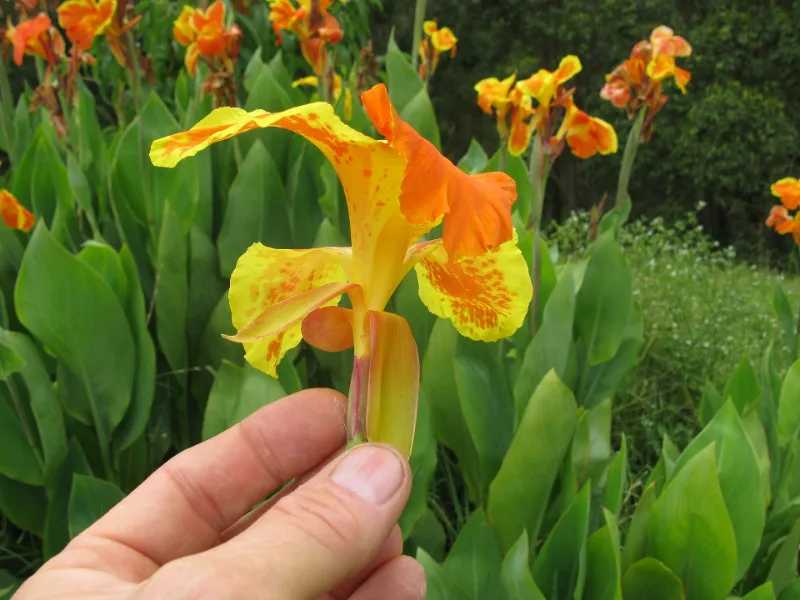Canna (Canna x generalis) in flower