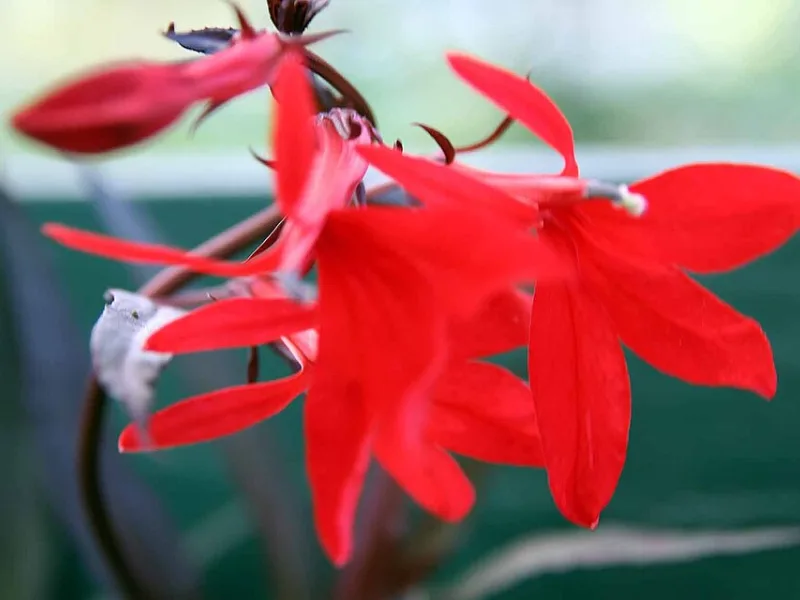 Cardinal flower 'Queen Victoria' (Lobelia cardinalis 'Queen Victoria') in flower