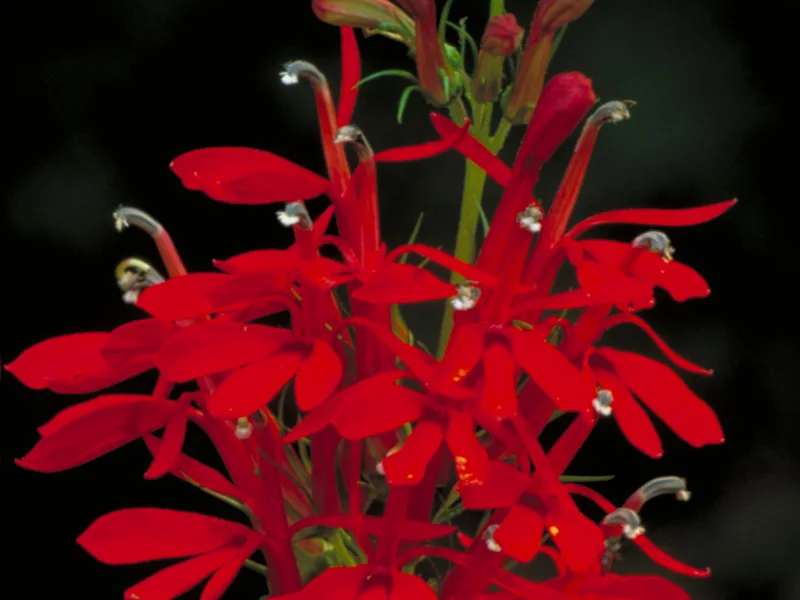 Cardinal flower (Lobelia cardinalis) in flower