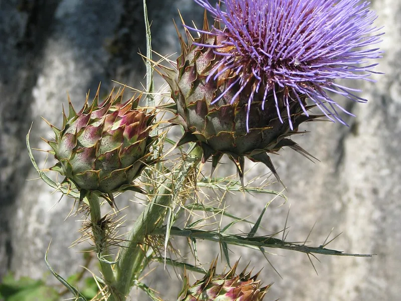 Cardoon (Cynara cardunculus) in flower