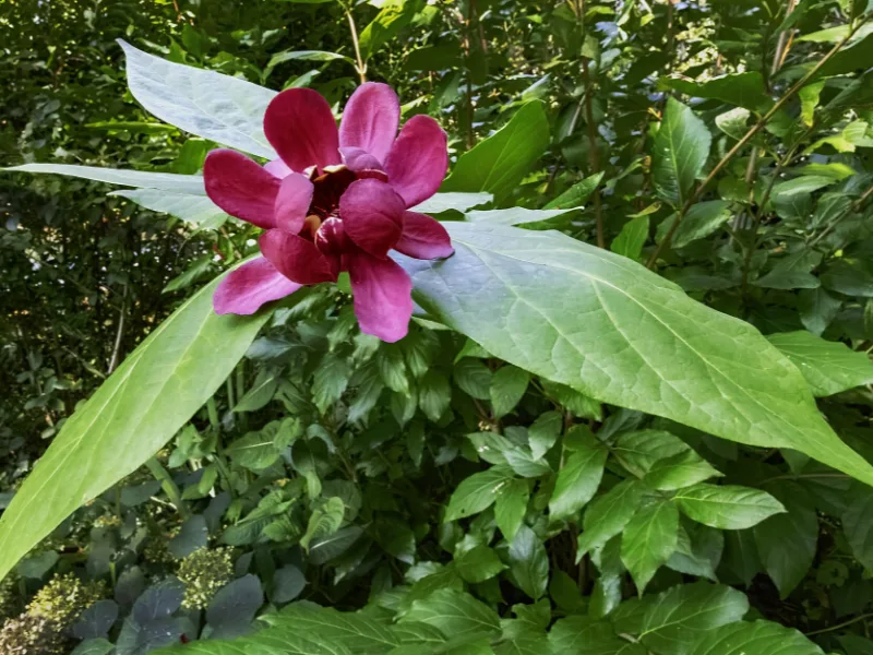 Carolina allspice (Calycanthus floridus) in flower