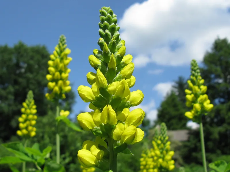Carolina lupine (Thermopsis villosa) in flower
