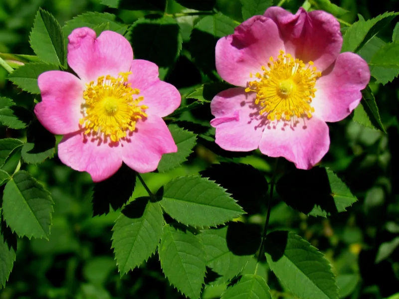 Carolina rose (Rosa carolina) in flower