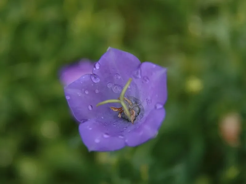 Carpathian bellflower 'Blue Clips' (Campanula carpatica 'Blue Clips') in flower