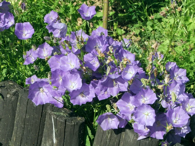 Carpathian bellflower (Campanula carpatica) in flower