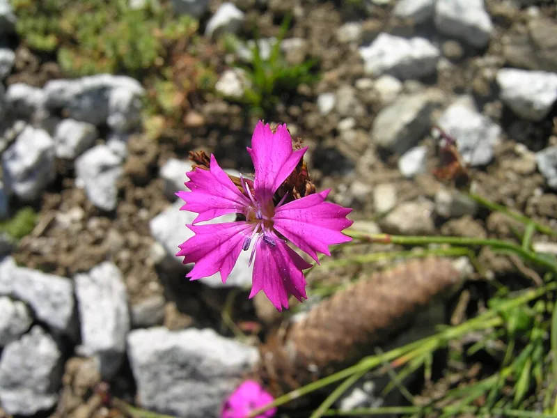 Carthusian pink (Dianthus carthusianorum) in flower