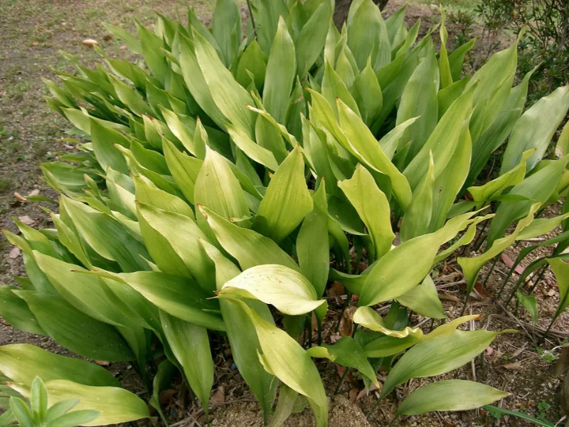 Cast iron plant (Aspidistra elatior)