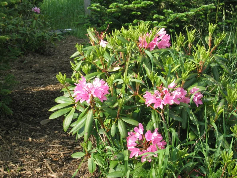Catawba rhododendron (Rhododendron catawbiense) in flower