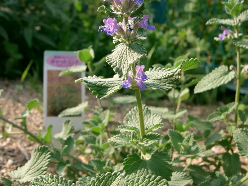 Catmint 'Walker's Low' (Nepeta x faassenii) in flower