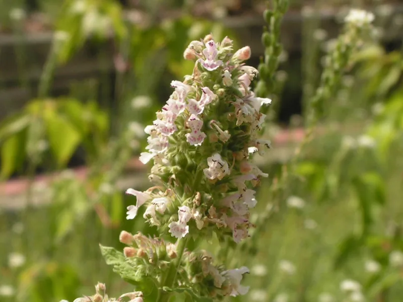 Catnip (Nepeta cataria)