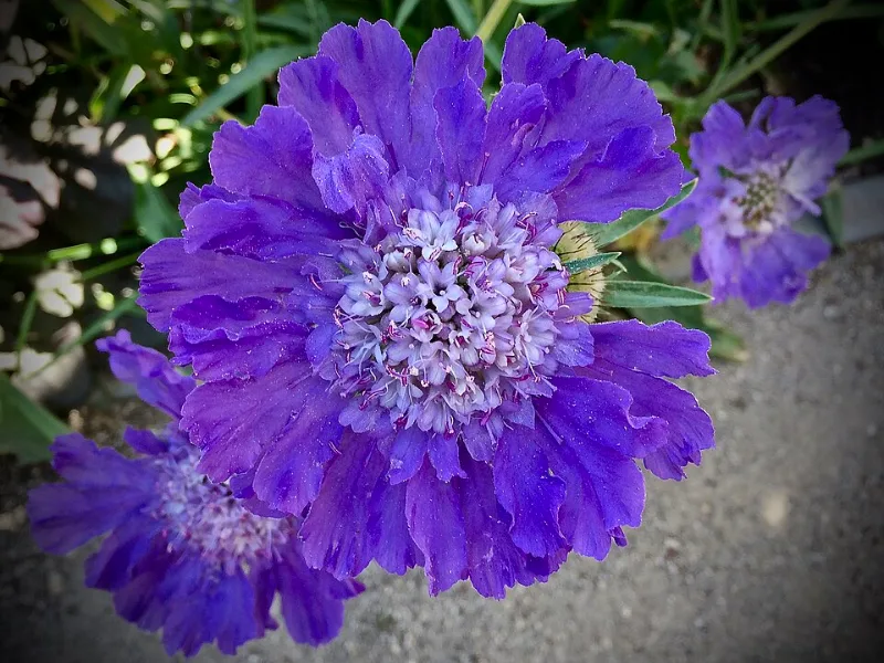 Caucasian scabious 'Fama' (Scabiosa caucasica 'Fama') in flower
