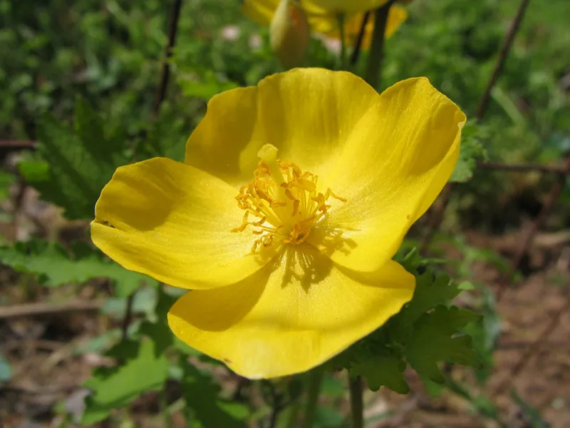 Celandine poppy (Stylophorum diphyllum) in flower