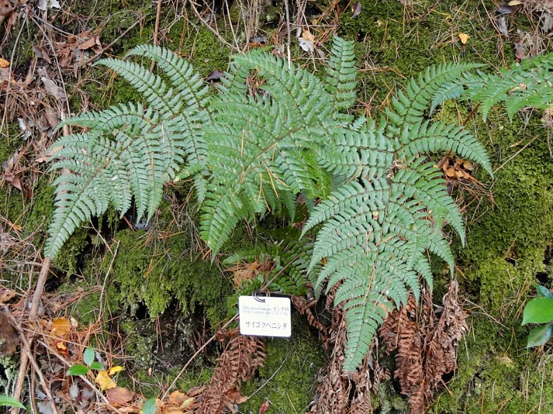 Champion's wood fern (Dryopteris championii)