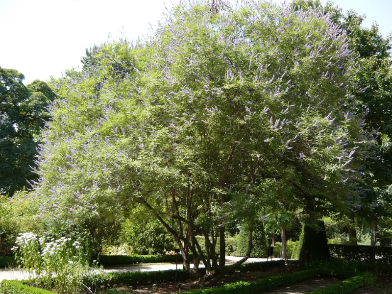 Chaste tree (Vitex agnus-castus) in flower
