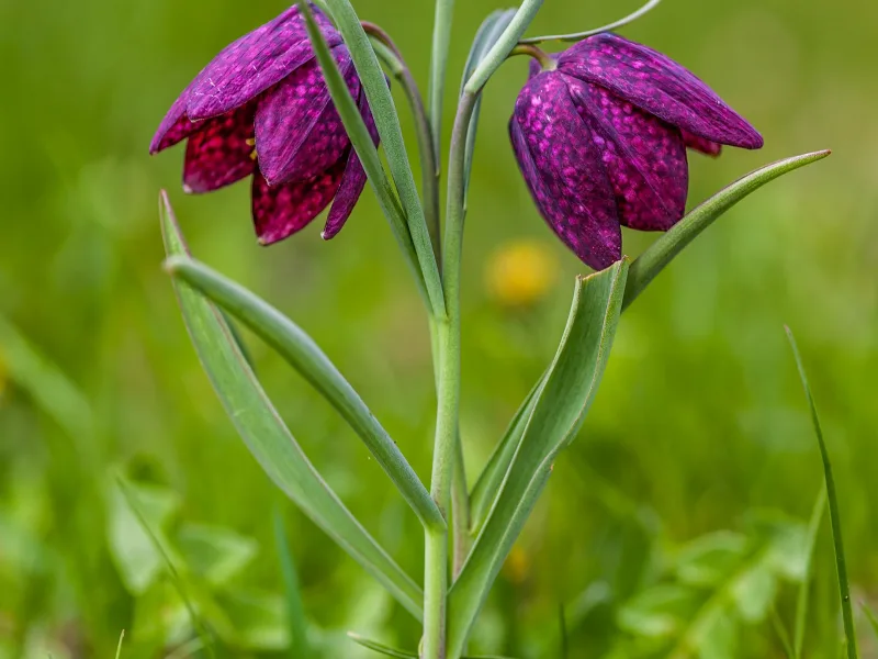 Checkered lily (Fritillaria meleagris) in flower