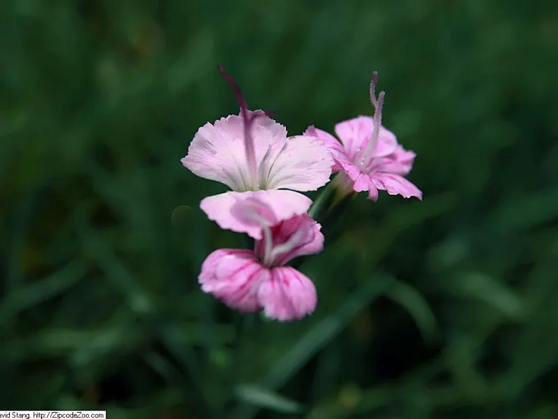 Cheddar pinks 'Bath's Pink' (Dianthus gratianopolitanus 'Bath's Pink') in flower