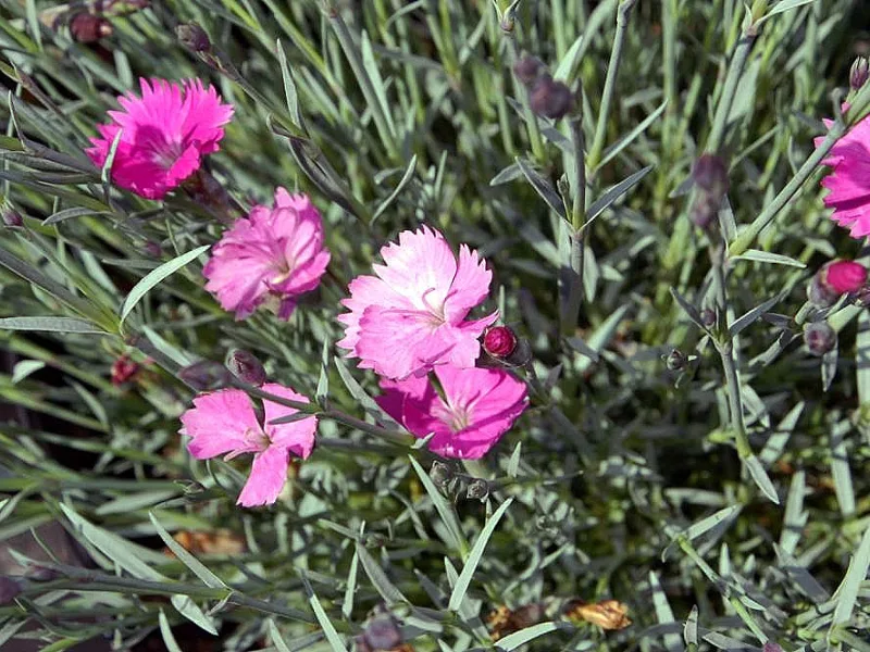 Cheddar pinks 'Firewitch' (Dianthus gratianopolitanus 'Firewitch') in flower