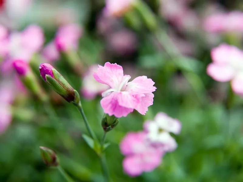 Cheddar pinks 'Tiny Rubies' (Dianthus gratianopolitanus 'Tiny Rubies') in flower