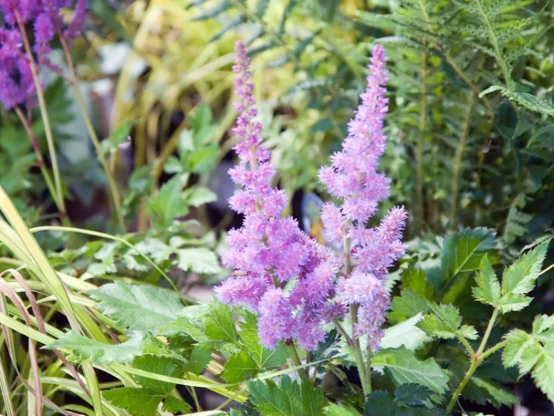 Chinese astilbe 'Visions' (Astilbe chinensis 'Visions') in flower